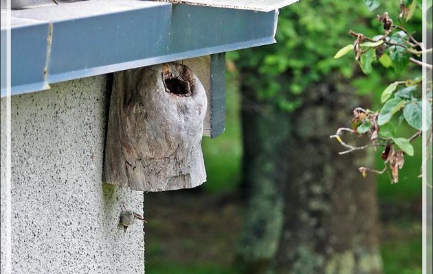 Grimpereau des jardins, Short-toed Treecreepe (Certhia brachydactyla) - Lartigau - Milhas - 31