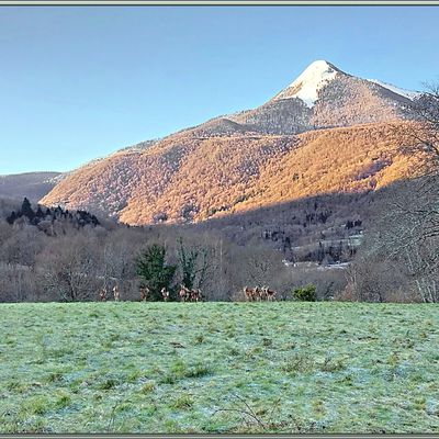 05/02/22 : Une quinzaine de cerfs et biches sont regroupés à Hournech sur fond de Pic Cagire enneigé (1912 m) - Milhas - 31