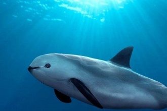 La vaquita ... 