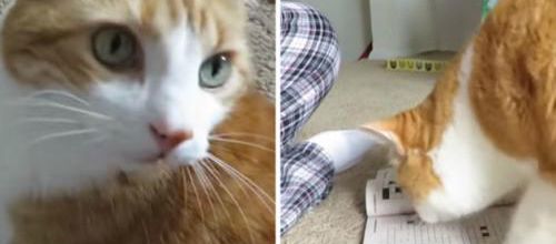 Un chat aide sa maîtresse à faire ses mots croisés