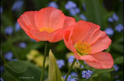 Rambouillet : Pavot d'Islande