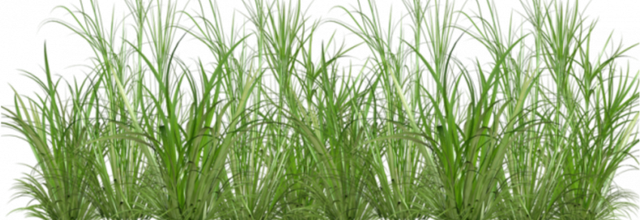 Ѽ Vegetation