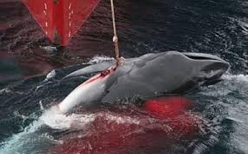 Baleines et culture