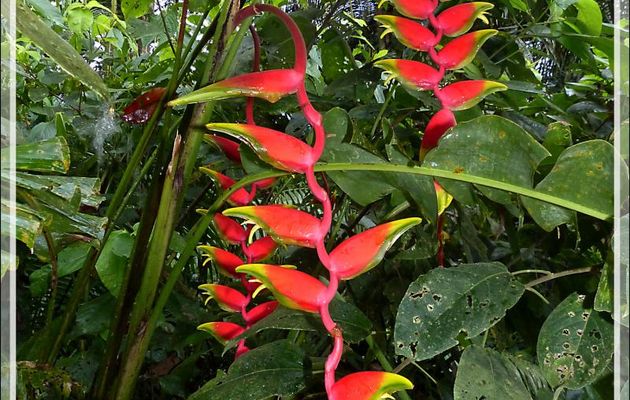 Héliconia rostré, Heliconia rostrata, Pince de homard (Heliconia rostrata) - Lac Sandoval - Pérou