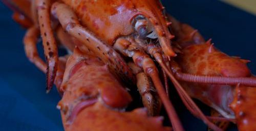 Du homard pour la nouvelle année * Ένας Αστακός