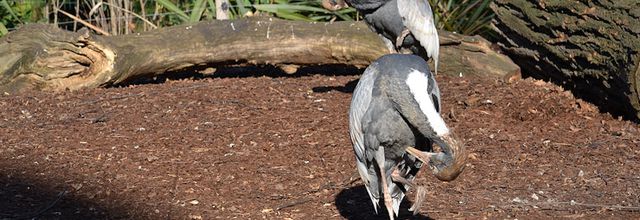 Ménagerie du Jardin des Plantes : Jeunes grues à cou blanc