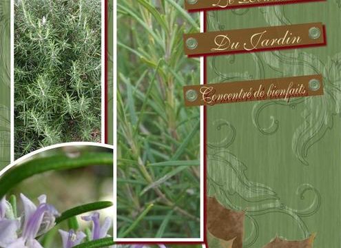 Le Romarin, Un concentré de Bienfaits