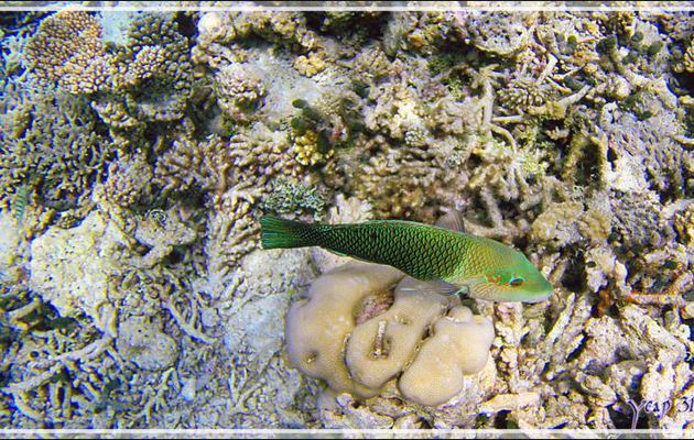 Tamarin vert ou bicolore, Blackeye thicklip (Hemigymnus melapterus) et Labre ou Girelle échiquier, Checkerboard wrasse (Halichoeres hortulanus) - Snorkeling à Athuruga - Atoll d'Ari - Maldives