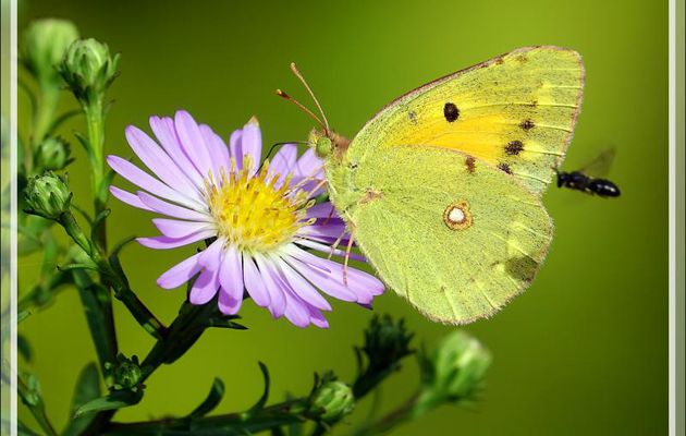 Papillon Souci (Colias croceus ou crocea) - Lartigau - Milhas - 31