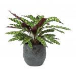 Calathea lancifolia