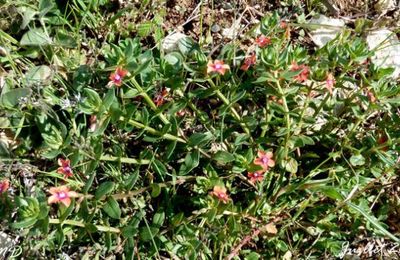 Lysimachia arvensis - Anagallis arvensis  -  mouron des champs