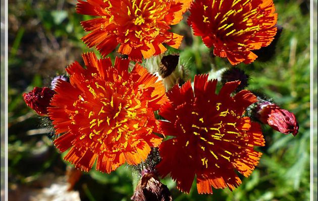 Épervière orangée, Bouquet ou Marguerite rouge, Devil's Paintbrush, Orange-red King Devil (Pilosella aurantiaca) - Grandes-Piles- Mauricie - Québec - Canada