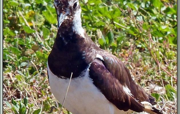 Vanneau huppé et son poussin (Vanellus vanellus) - La Couarde-sur-Mer - Île de Ré - 17
