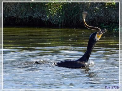 Combat entre un cormoran et une anguille : et le vainqueur est ... (épilogue dans la vidéo au ralenti) - La Couarde-sur-Mer - Ile de Ré - 17