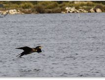 Grands Cormorans - Phalacrocorax carbo
