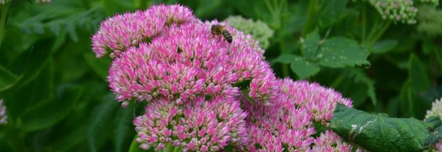 Plantes utiles 