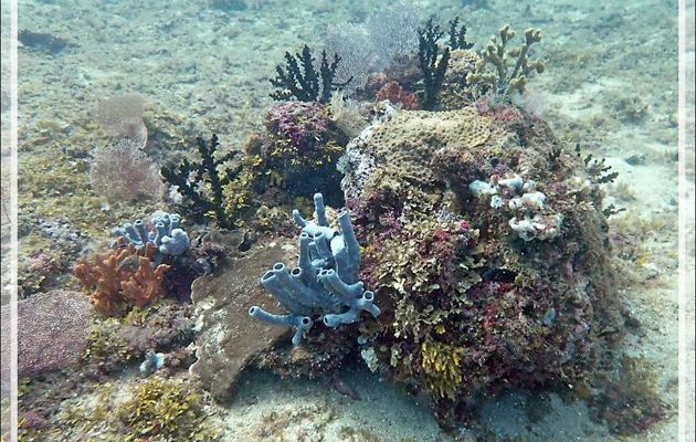 09/11/2019 : plongée sur le site Betaniazo (3ème Frère), - 26 mètres : il y avait du très beau monde autour de ce caillou ! - Tsarabanjina - Mitsio - Madagascar