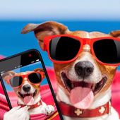 chiens puppies 22 "selfie" - Dessins/Images coup de coeur