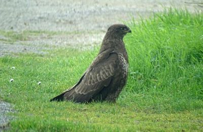 Buse variable 