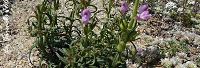 Misopates orontium  -  muflier des champs