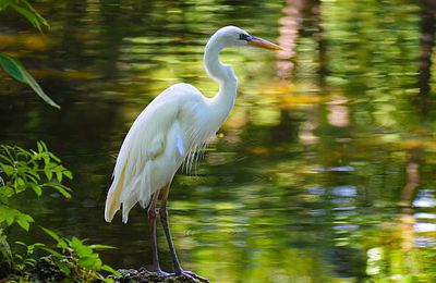Confinement, la nature reprend ses droits 