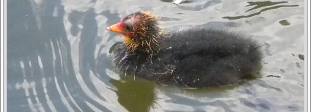 Petits foulques macroules au lac des Minimes ( Vincennes )
