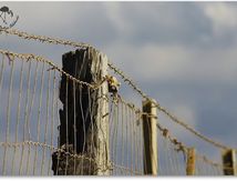 Pas que de la nature...