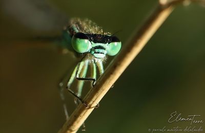 Ischnure élégante