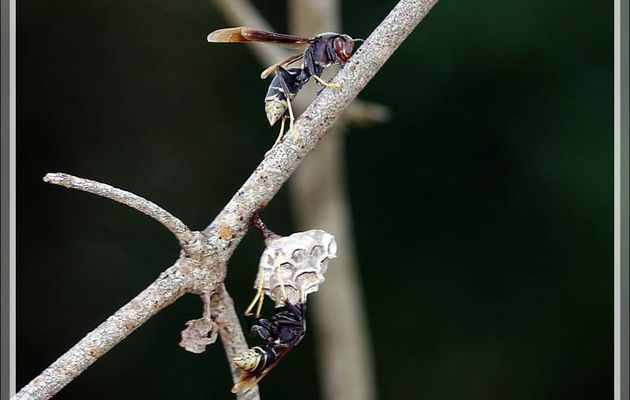Mes ennemies : des guêpes ! - Nosy Sakatia - Madagascar