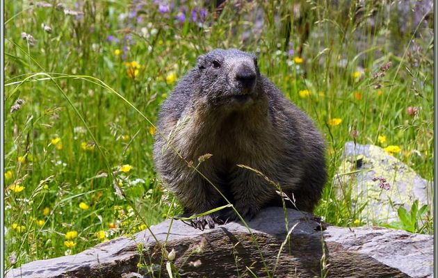 Séquence Marmottes curieuses - Vallon d'Esquierry - Oô - 31