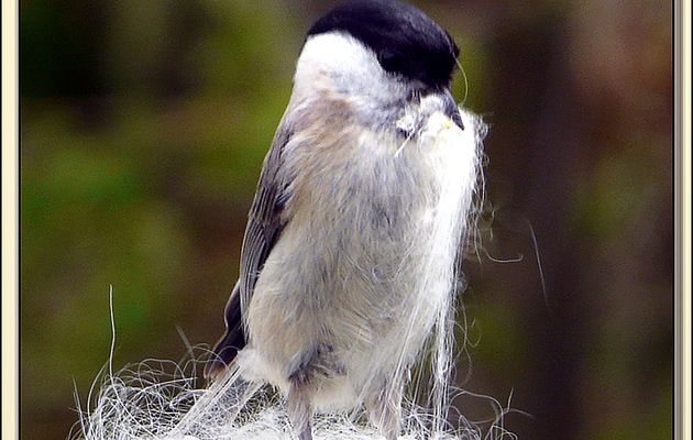 Faune des Pyrénées (Images de mon ancien blog, année 2009)