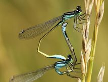 Ischnure élégante (Ischnura elegans)