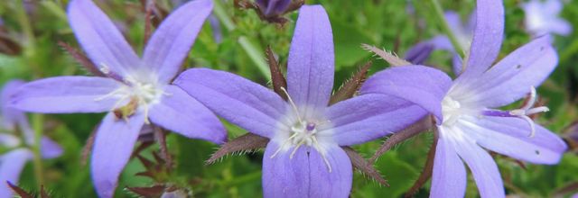 de jolies fleurs pour le weekend