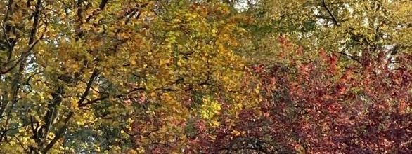 Billet à emporter par le vent de novembre