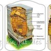 Les Abeilles ! cartonnettes (1)