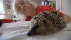 «Au chevet des hérissons» ou le dévouement sans limites pour un animal menacé.