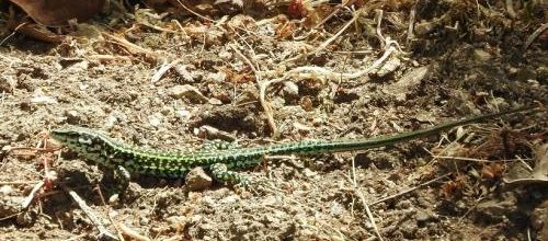 ... lézard...
