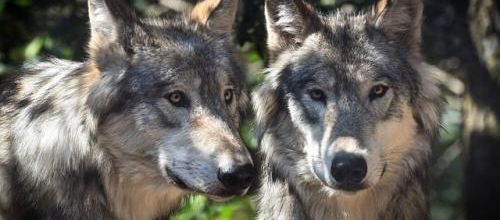 Une histoire de loups...
