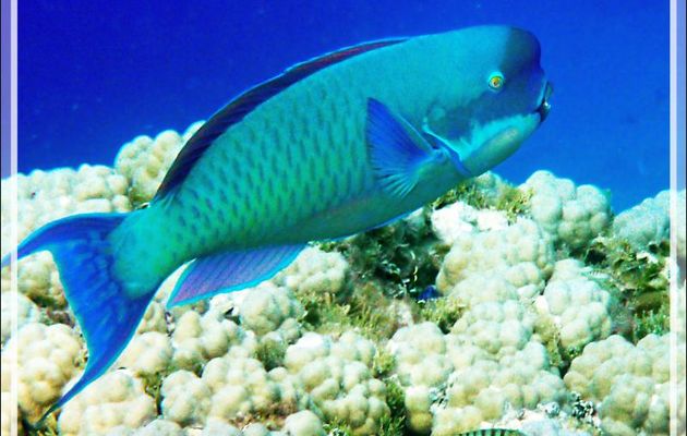 Poisson-perroquet grand bleu, Steephead parrotfish (Chlorurus microrhinos) forme mâle - Atoll de Fakarava - Tuamotu - Polynésie française