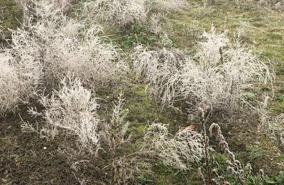 GIVRE DU 31 DECEMBRE ET 1ER JANVIER 2017