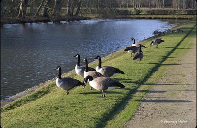 Rambouillet : Bernache du Canada