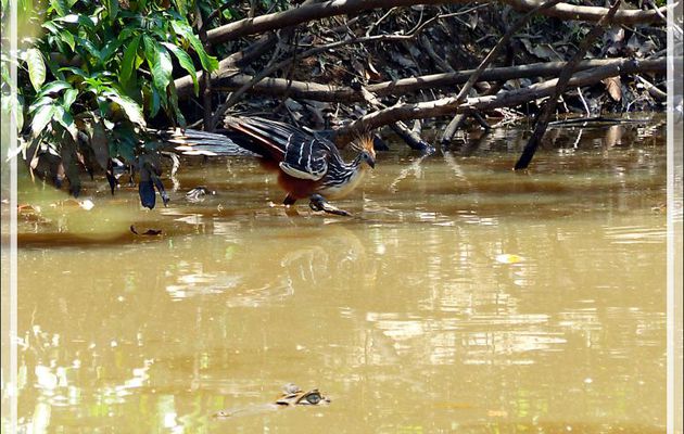 L'Hoatzin huppé et le caïman - Inkaterra Hacienda Concepcion - Puerto Maldonado - Pérou