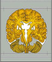 NOS DEUX CERVEAUX et nos DEUX LANGAGES ?