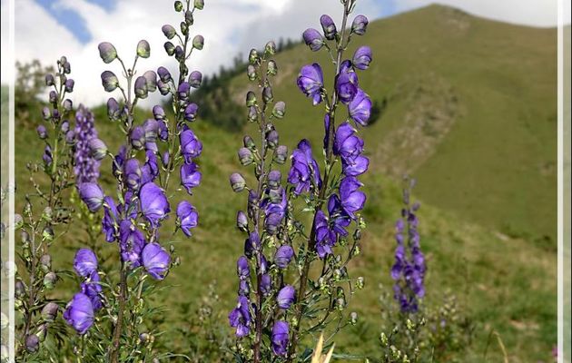 Aconit napel, Casque-de-Jupiter, Aconit tue-loup bleu (Aconitum napellus subsp. napellus) - Port de Balès - 31 / 65
