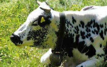 Vache de radar !