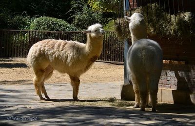 Une nouveauté à la Ménagerie du Jardin des plantes : l'Alpaga