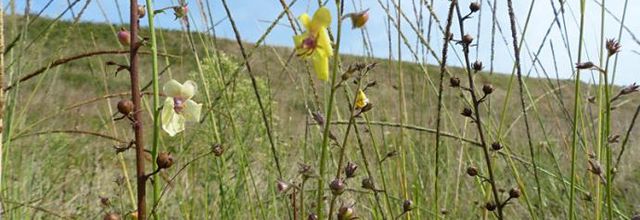 Verbascum blattaria  -  molène blattaire