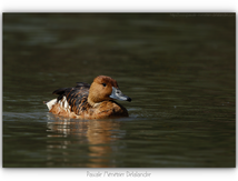 Dendrocygne Fauve 