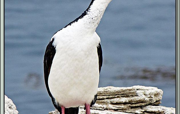 Cormorans impériaux (Leucocarbo atriceps) - New Island - Falkland Islands, Iles Malouines, Islas Malvinas