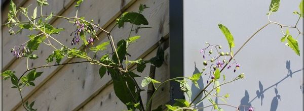 Les grimpantes au jardin - 1 